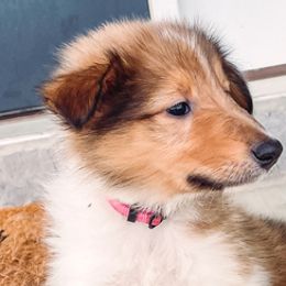 Collies from DeGroat Pups