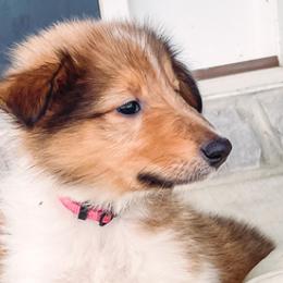 Collies from DeGroat Pups