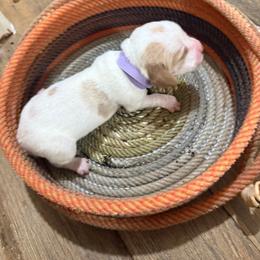 Light purple - Lemon and white female Basset Hound puppy in Walters, Oklahoma from Solo Spur Ranch
