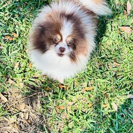 Ricky - Pomeranian