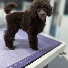 Snickers pick puppy - Brown female Poodle puppy in Parker, Colorado from Pawsh K9’s