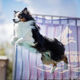 Brick - Australian Shepherd