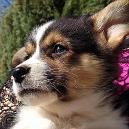 Pembroke Welsh Corgis from Custom King Corgi