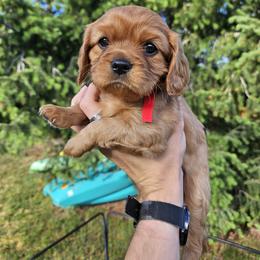Red - Chocolate female Cavalier King Charles Spaniel puppy in Utah from Parker Puppies