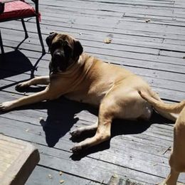Mastiff All Grown Up from Eagle Clan Mastiffs