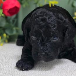 Goldendoodles from JoZy's Doodles