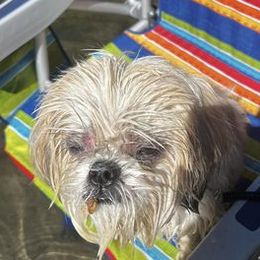 Shih Tzus from Beachamp’s Shih tzu’s