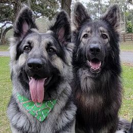 Shiloh Shepherds from Look Up Shilohs