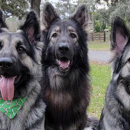 Shiloh Shepherds from Look Up Shilohs