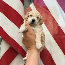 Cassian - Cream male Poodle puppy in Orem, Utah from First Class Poodles