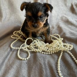 "Paris" Yorkshire Terrier Puppies from Ella's Designer Yorkies