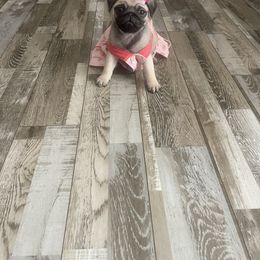 Pug Puppies from The Pugarazzi