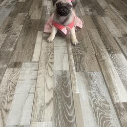 Pug Puppies from The Pugarazzi