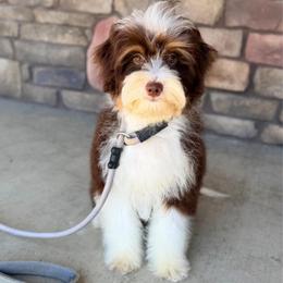 John Smith (trained chocolate puppy) - Tri-color male Bernedoodle puppy in Dundee, Ohio from Down Home Doodle