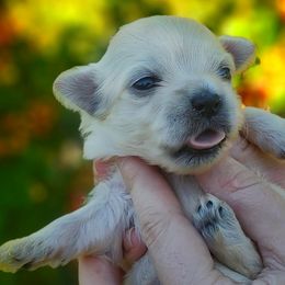 Companion Cross, Maltese, and Maltipoo Puppies from Seeking Shalom Acres Maltese, Maltipoos & Havamalts