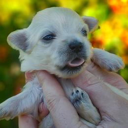 Companion Cross, Maltese, and Maltipoo Puppies from Seeking Shalom Acres Maltese, Maltipoos & Havamalts