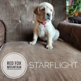 Starflight - Yellow female Labrador Retriever puppy in Robesonia, Pennsylvania from Red Fox Mountain
