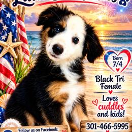 America - Black tri female Miniature Australian Shepherd puppy in Port Saint Lucie, Florida from Charlene Brannon's Mini Australian Shepherds