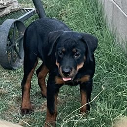 Rottweiler Puppies from Tony Robinson