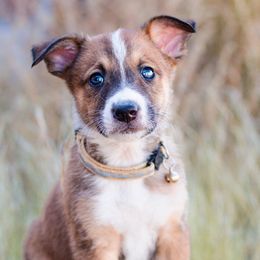 McNab Puppies from Vanir McNab Shepherds