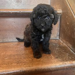 Riley - male Aussiedoodle puppy in Utica, Ohio from Poodle Me Crazy