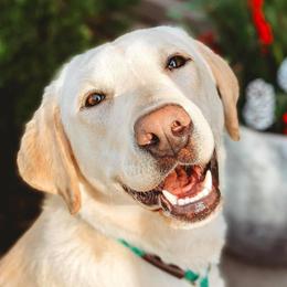 Olaf - Labrador Retriever
