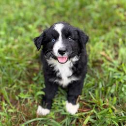 Minnie - Black Tri Female - Black tri female Miniature Australian Shepherd puppy in Stuart, Virginia from Apple Tree Mini Aussies