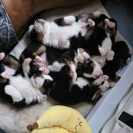 Miniature American Shepherd Puppies from All About Me Miniature American Shepherds