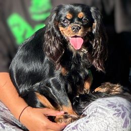 Daisy May - Black and tan female Cavalier King Charles Spaniel puppy in Beaverton, Oregon from Feray Valoir cavaliers