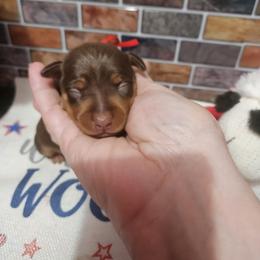 Amber - Chocolate and rust female Miniature Pinscher puppy in Baton Rouge, Louisiana from Pike's Pups