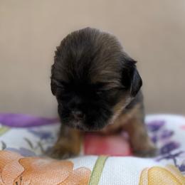 AKC-NALA - Sable female Shih Tzu puppy in Paintsville, Kentucky from Molly B's ShihTzus