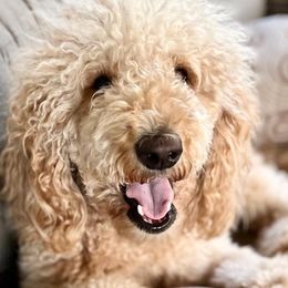 Golden Aussiedoodles, Goldendoodles, and Poodles from Kama'aina Doodles