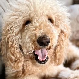 Golden Aussiedoodles, Goldendoodles, and Poodles from Kama'aina Doodles