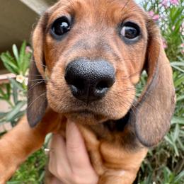 Reeses Peanut butter cup - Red male Dachshund puppy in Queen Creek, Arizona from BZ’s Pupperoni Fractory
