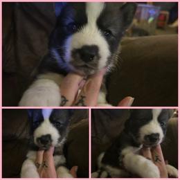 Black or agouti pink female - Black female Siberian Husky puppy in Wheeling, West Virginia from Powells Huskies
