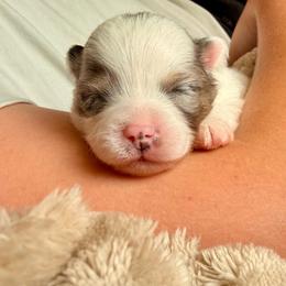 Hux - Blue merle male Pomeranian puppy in New Plymouth, Idaho from Pawdawan Poms