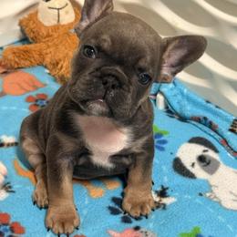 Girl 5 - Blue female French Bulldog puppy in Spanaway, Washington from Frog Faced Frenchies