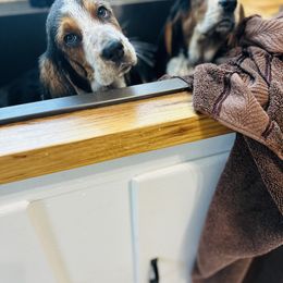 Basset Hound and Dalmatian Puppies from Lazy B Bassets and Dalmatians