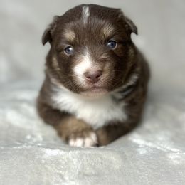 Mary - Red tri female Miniature Australian Shepherd puppy in Bedias, Texas from JSK Aussie and Cavaliers