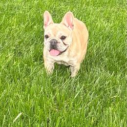 Mila - Fawn and white female French Bulldog puppy in Ronks, Pennsylvania from Bleu Rock French Bulldogs
