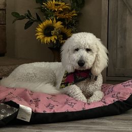 Dolly - Goldendoodle
