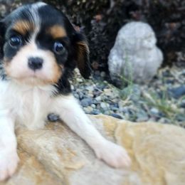 Boy 2 - Cavalier King Charles Spaniel puppy from Angel Breed Solutions