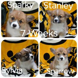 Pembroke Welsh Corgi Puppies from Bottom Of the Thumb Pembroke Corgis