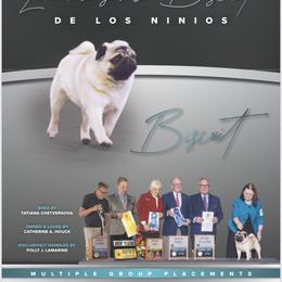 Biscuit - Pug