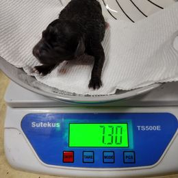 Miniature Schnauzer Puppies from Byrd's Miniature Schnauzers