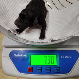 Miniature Schnauzer Puppies from Byrd's Miniature Schnauzers