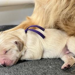 Golden Retriever puppies from Crowders Creek Goldens