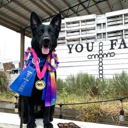 Nugget - German Shepherd