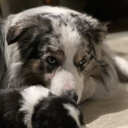 Australian Shepherd Puppies from Hartzland Farm