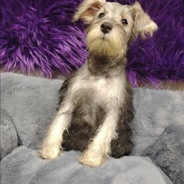 Skadi - Black and silver female Miniature Schnauzer puppy in Neosho, Missouri from Star Light Pups